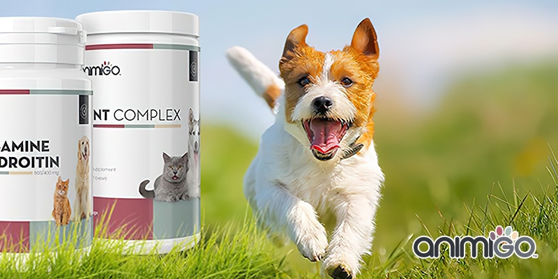 découvrez des remèdes naturels efficaces pour soulager la diarrhée de votre chien en toute sécurité. conseils pratiques et astuces pour améliorer sa digestion naturellement.