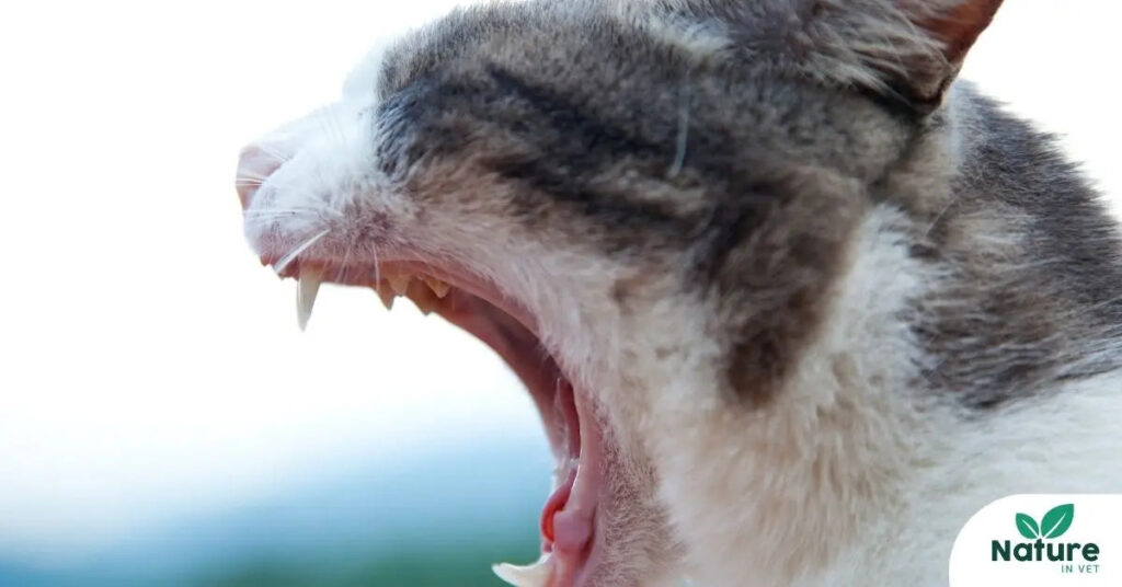 découvrez les meilleurs remèdes naturels pour traiter la gingivite chez votre chat en 2025, afin de préserver sa santé bucco-dentaire en douceur.