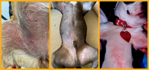 découvrez les meilleurs remèdes naturels pour soulager l'eczéma de votre chien en 2025. conseils efficaces et doux pour le bien-être de votre compagnon.