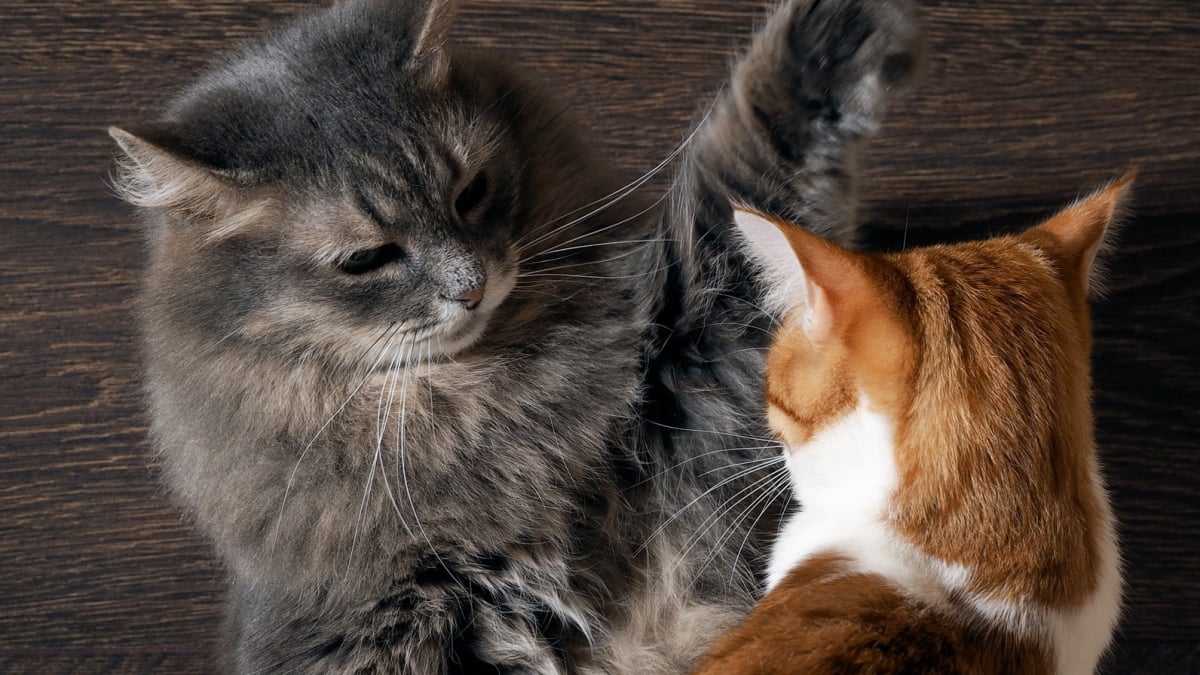 découvrez des conseils efficaces pour résoudre les problèmes de comportement de votre chat et améliorer votre relation avec lui.