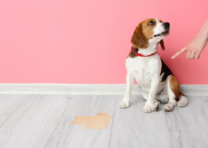 découvrez les causes possibles du sang dans les urines de votre chienne, les symptômes à surveiller et les conseils vétérinaires pour assurer sa santé et son bien-être.