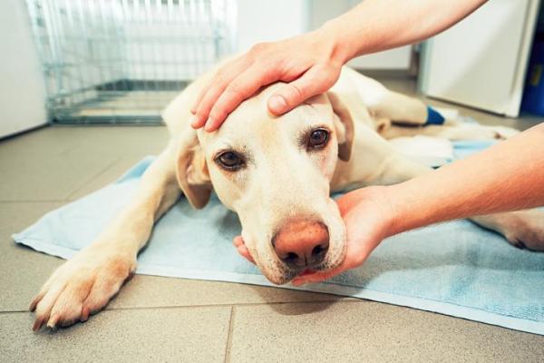 découvrez les causes possibles du sang dans les urines de votre chien et les solutions pour agir rapidement afin de préserver sa santé.