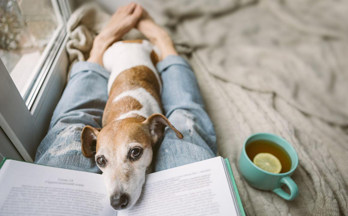 découvrez les causes possibles du sang dans l'urine de votre chien ainsi que les traitements appropriés pour assurer sa santé et son bien-être.