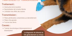 découvrez les causes courantes du sang dans les urines chez le chien et les solutions efficaces pour protéger la santé de votre compagnon en 2025.