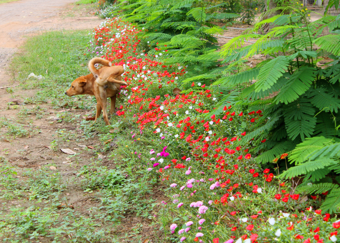 découvrez les causes possibles du sang dans les urines de votre chien et les solutions adaptées pour 2025 afin d'assurer sa santé et son bien-être.