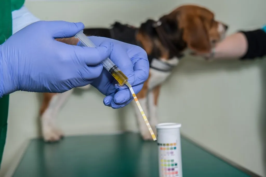 découvrez les causes fréquentes de sang dans les urines de votre chien et les solutions efficaces pour y remédier en 2025. conseils vétérinaires et traitements adaptés pour la santé de votre compagnon.