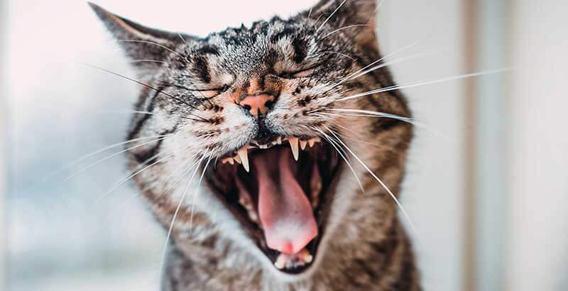 découvrez comment soigner la gingivite chez le chat en 2025 avec des conseils experts pour préserver la santé bucco-dentaire de votre compagnon félin.