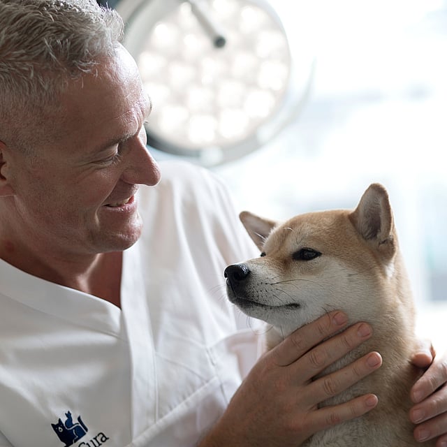 découvrez des astuces efficaces et naturelles pour soulager l'arthrose des pattes arrière de votre chien et améliorer son confort au quotidien.