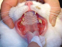 découvrez les symptômes et les traitements efficaces pour la stomatite chez le chat afin d'assurer le bien-être de votre compagnon félin.