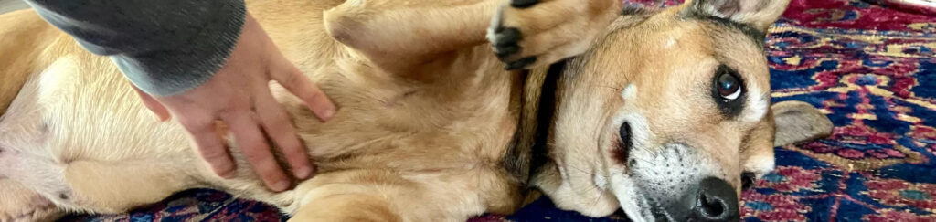 découvrez les causes des gargouillements de ventre chez les chiots et apprenez les solutions pour les soulager efficacement.