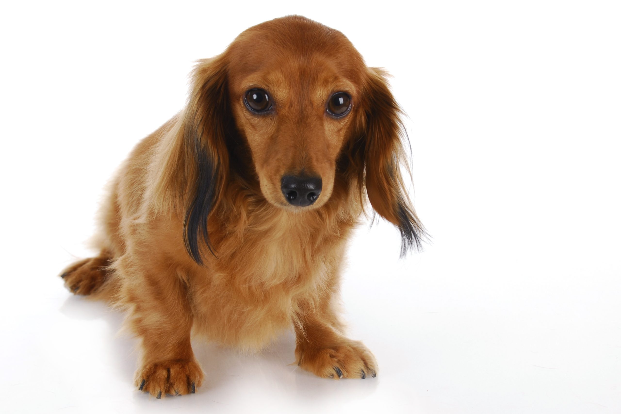 découvrez les causes du ventre qui gargouille chez le chiot et les solutions efficaces pour apaiser ses maux digestifs et assurer son bien-être.